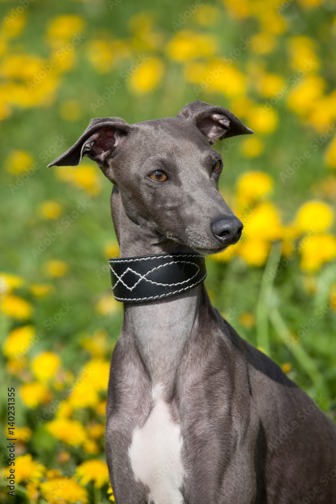 Portrait of nice italian greyhound