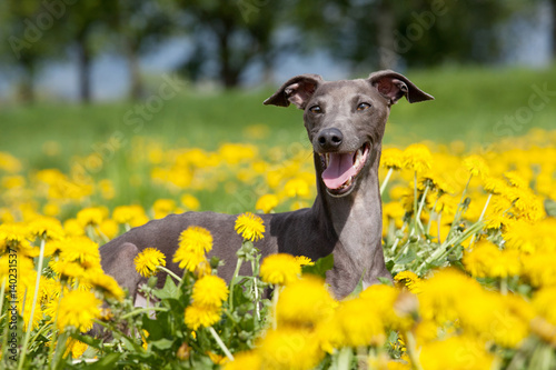 Tela Portrait of nice italian greyhound