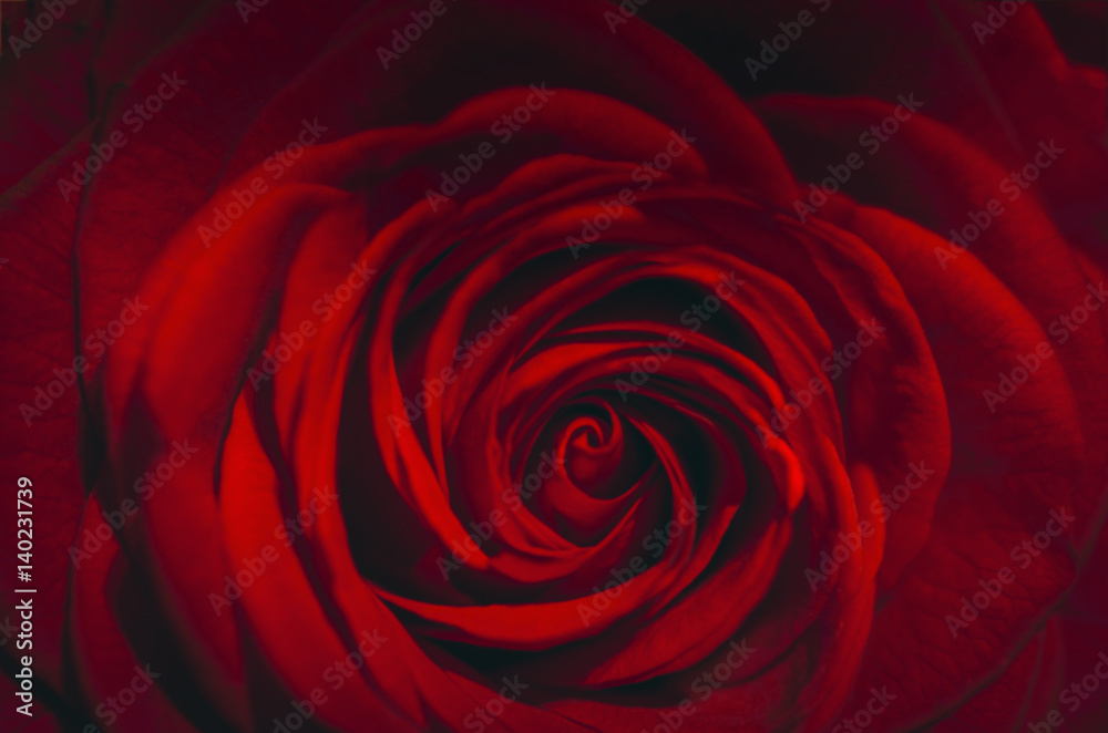 Rose, dunkelrot, Rosenblüte, Nahaufnahme Rose, dunkelrot, Rosenblüte, Nahaufnahme