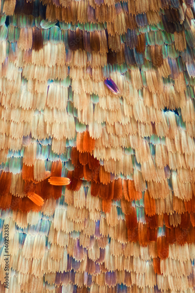 Fototapeta premium Extreme magnification - Butterfly wing scales, Vanessa Atalanta, 20x