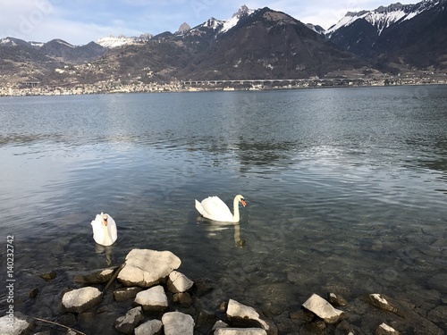 Cygnes aux Grangettes photo