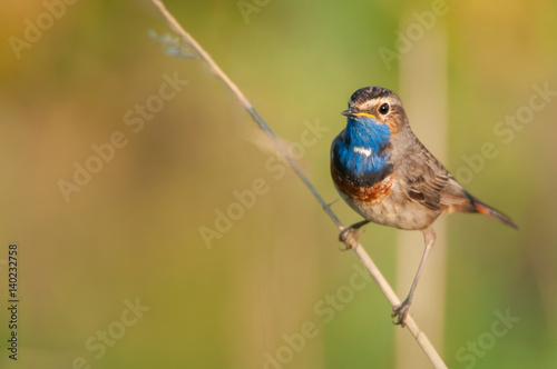 bluethroat sitting on a blade of grass photo