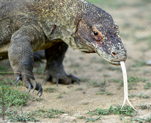 Komodo dragon ( Varanus komodoensis ) with the  forked tongue