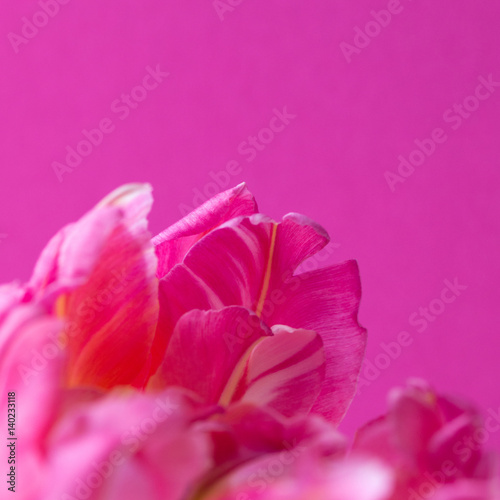 Pink blossom leaves on pink  background