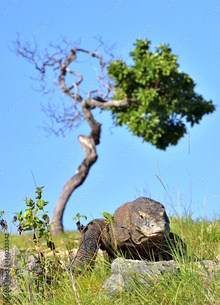 Komodo dragon ( Varanus komodoensis ) in natural habitat. Komodo dragon ( Varanus komodoensis ) in natural habitat.