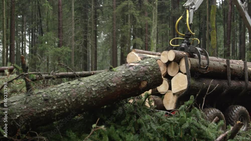 CLOSE UP Deforestation work and harvesting in spruce woodland in autumn. Logging truck with swingarm and claw loaded with delimbed tree trunks transporting the collected wood to lumber mill to be cut