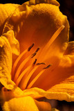 Interior, yellow daffodil