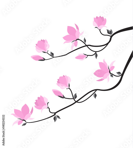 Vector magnolia flowers