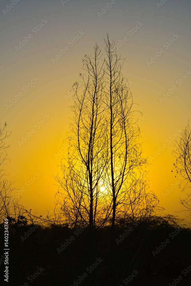 Sunrises and silhouette trees