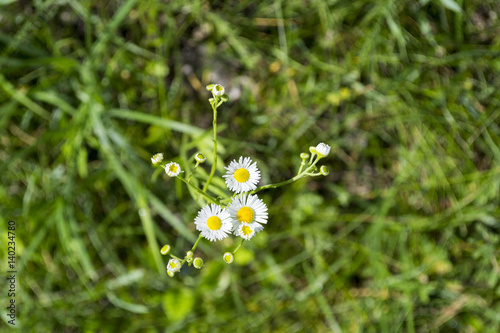 Three chamomiles on the ground at the meadow. Wildflowers.