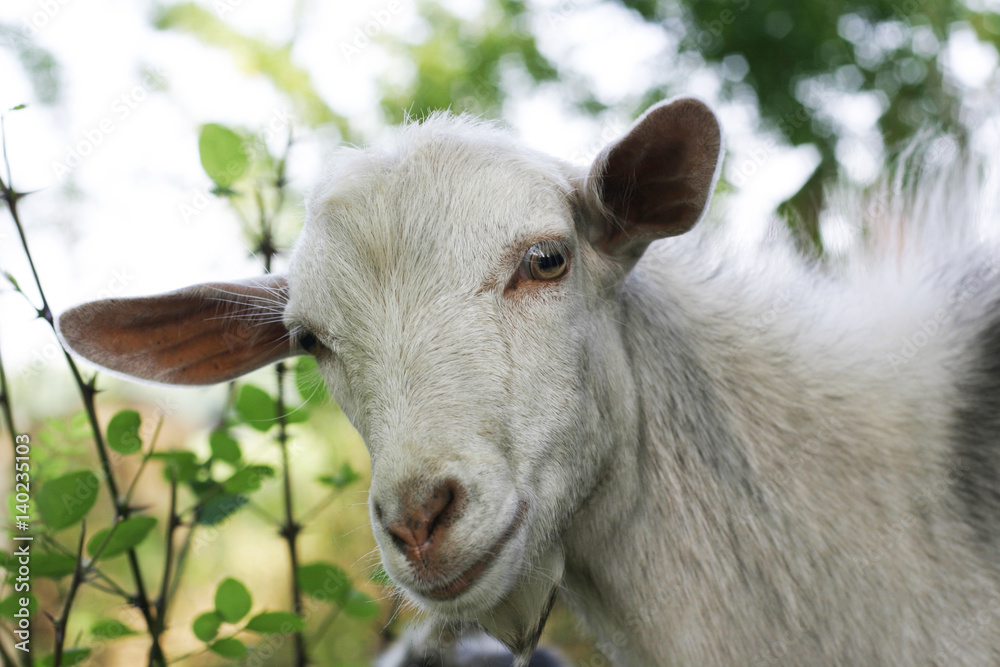 a goat is eatingn grass in the forest