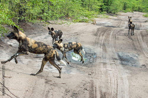 Wildhunde in Savuti