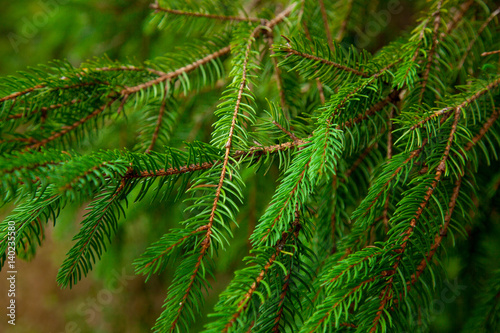 photo of green fur tree branches on other branches background