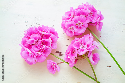 Fototapeta Naklejka Na Ścianę i Meble -  Pink garden geranium variety Rocky Mountain Pink.