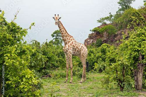 Giraffe im Bl  tterwald
