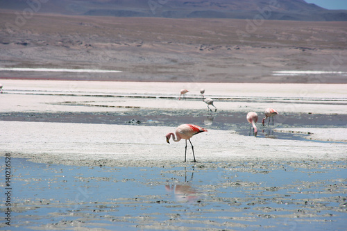 Flamingos at the colourful Laguna Colorada on the Altiplano high plateau, Bolivia © Travel Nerd
