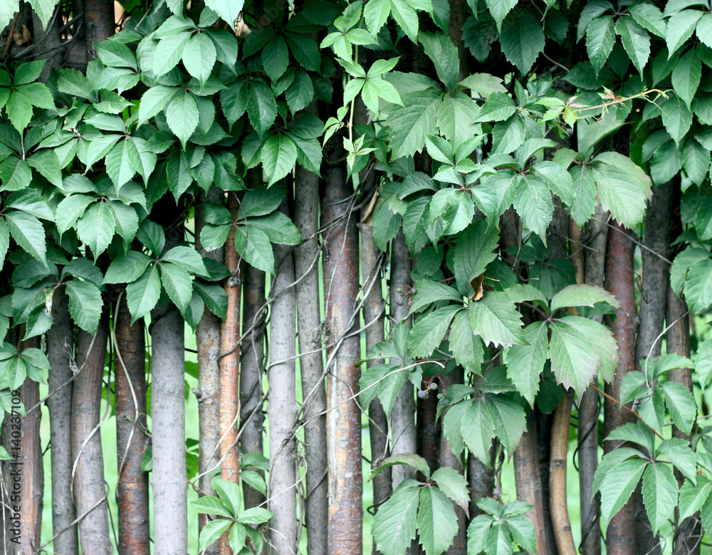 green fence wiht climbing plants on it