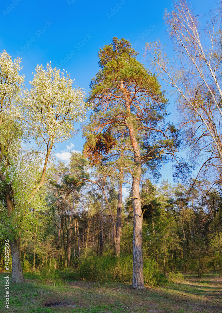 Tall old trees i mixed deciduous-coniferous forest with birch, pine, blooming lilacs in the foreground, Irpen, Ukraine. The edge of the forest in the evening sun.