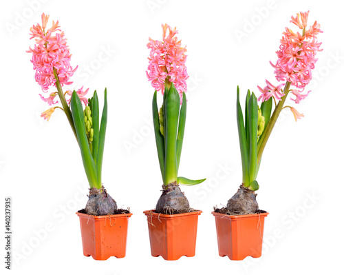 Three pink hyacinth in the pots.