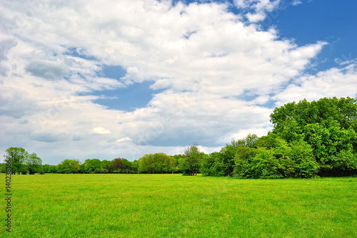 Spring meadow with green grass under a blue sky