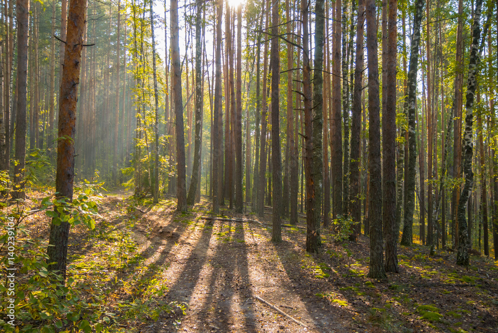 Fototapeta premium Bright autumn day in the forest with sun rays