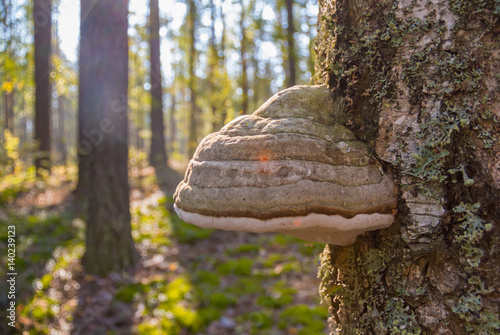 Mushroom on the tree with lichen in the autumn forest