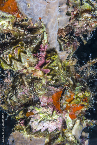 Caribbean coral reef