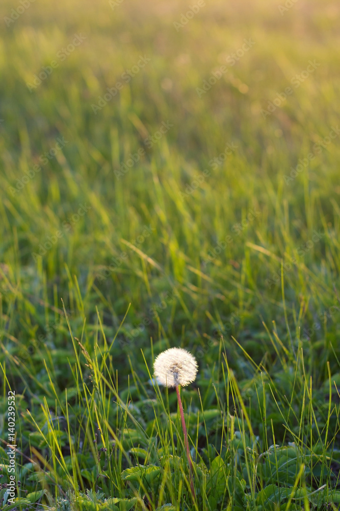 Dandelion in a meadow Dandelion in a meadow