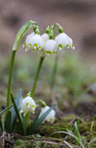 early spring snowflake flowers in march, leucojum vernum, group in a spring forest © ihorhvozdetskiy