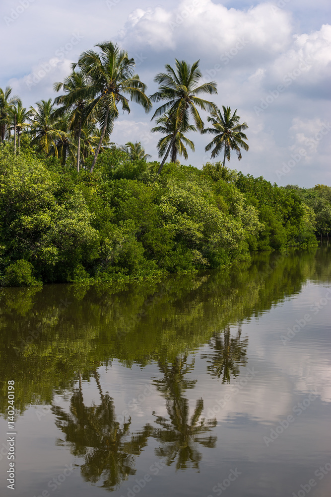 Tropical palm forest on the river bank. Tropical thickets mangrove forest on the island of Sri Lanka. Tropical palm forest on the river bank. Tropical thickets mangrove forest on the island of Sri Lanka.