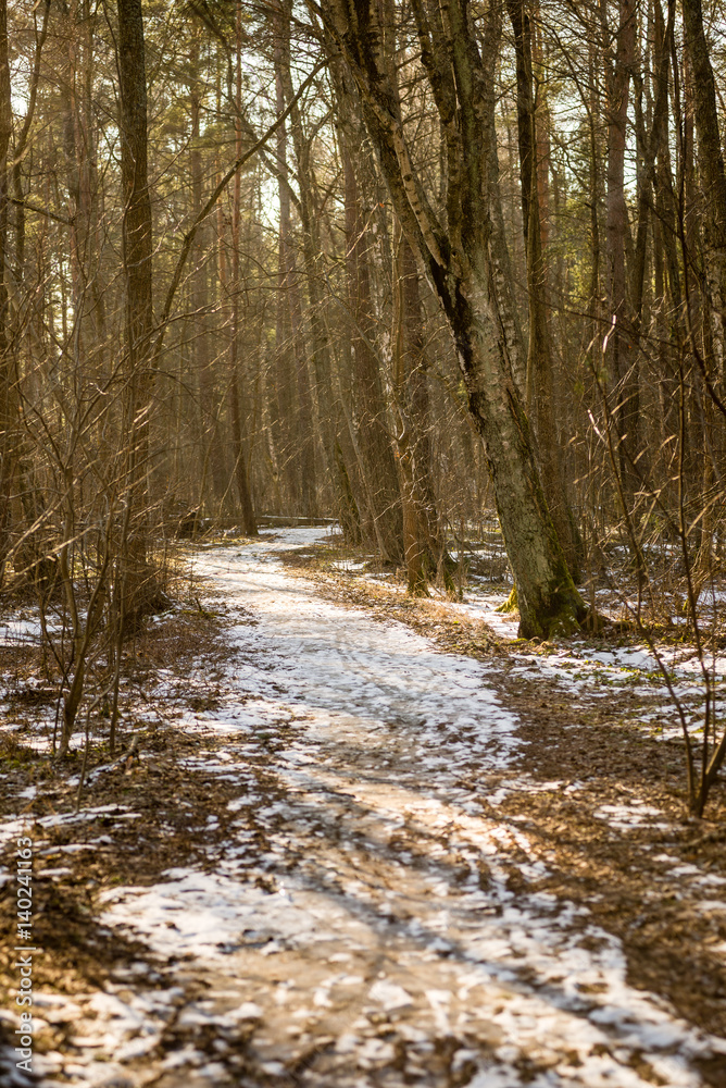 snowy winter park in sunny weather snowy winter park in sunny weather