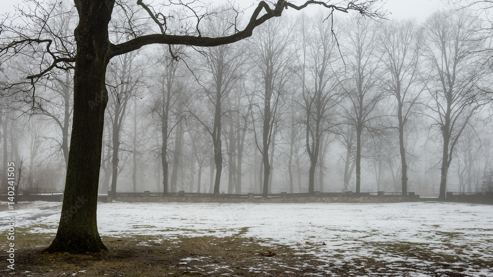 snowy winter park in mist