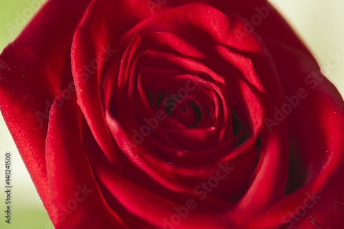 Bright red rose. The petals are twisted in a spiral.