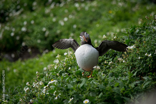 Atlantic Puffin