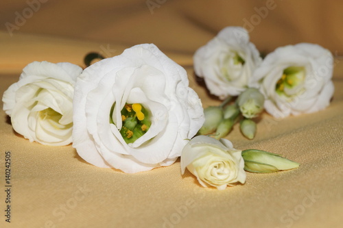 White eustoma flowers on a yellowish background  Eustoma grandiflorum 