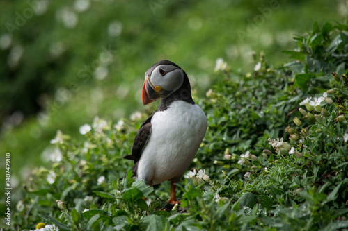 Atlantic Puffin