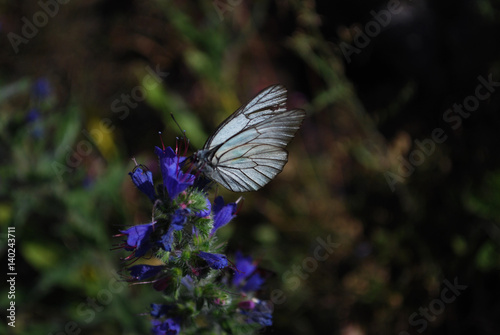 Aporia crataegi, Black Veined White butterfly on a beautiful blue wild flowers