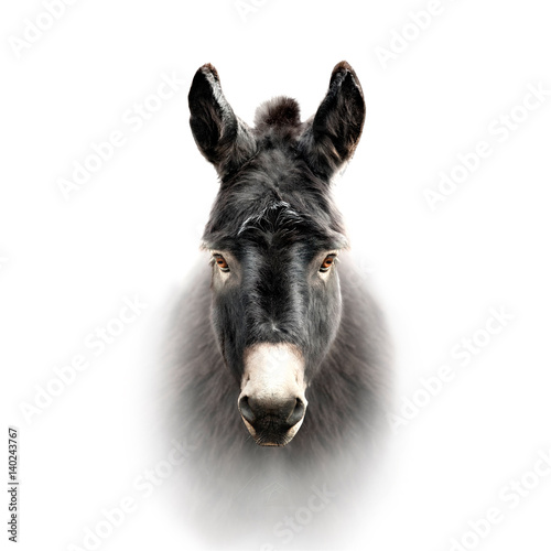 donkey face isolated on white