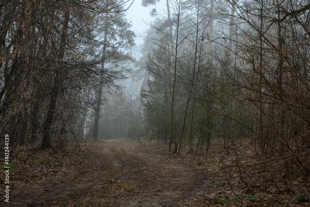 Outgoing road in a misty forest