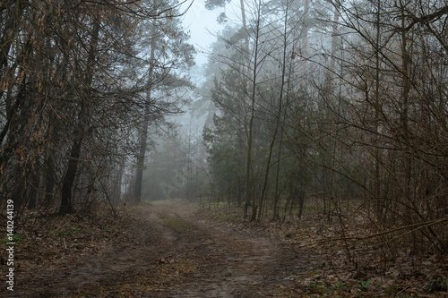 Outgoing road in a misty forest