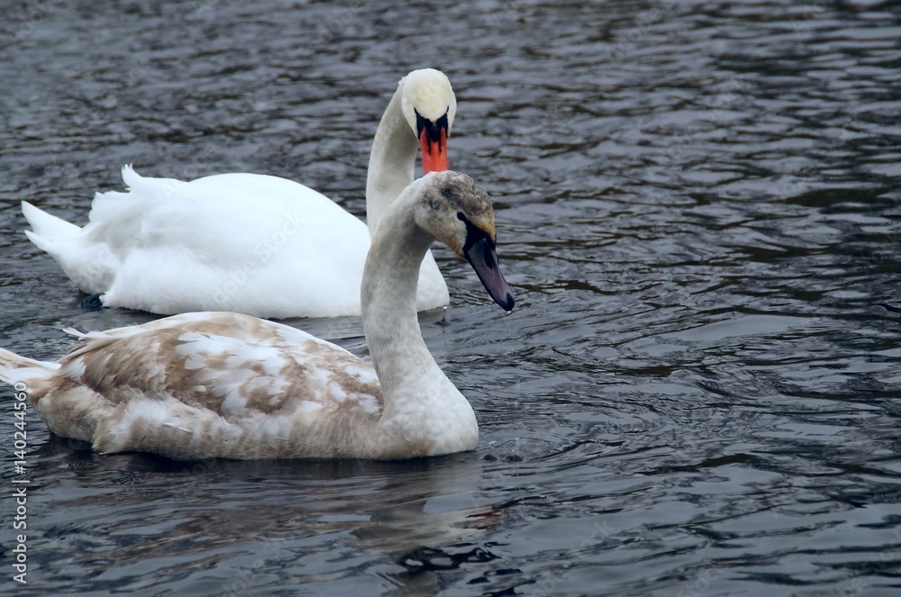 Fototapeta premium Swans