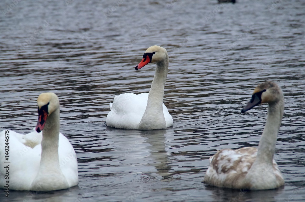 Obraz premium Swans