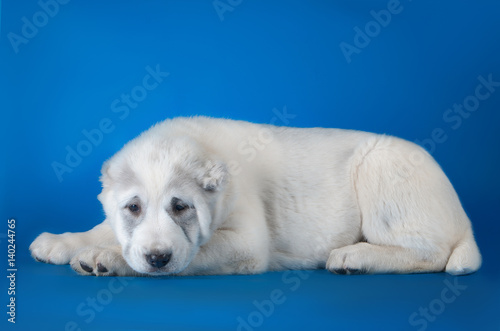 Central asian shepherd dog