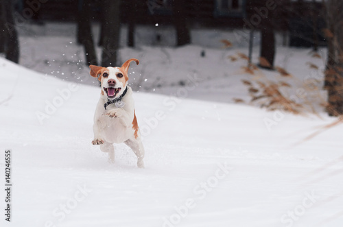 beagle on nature in winter