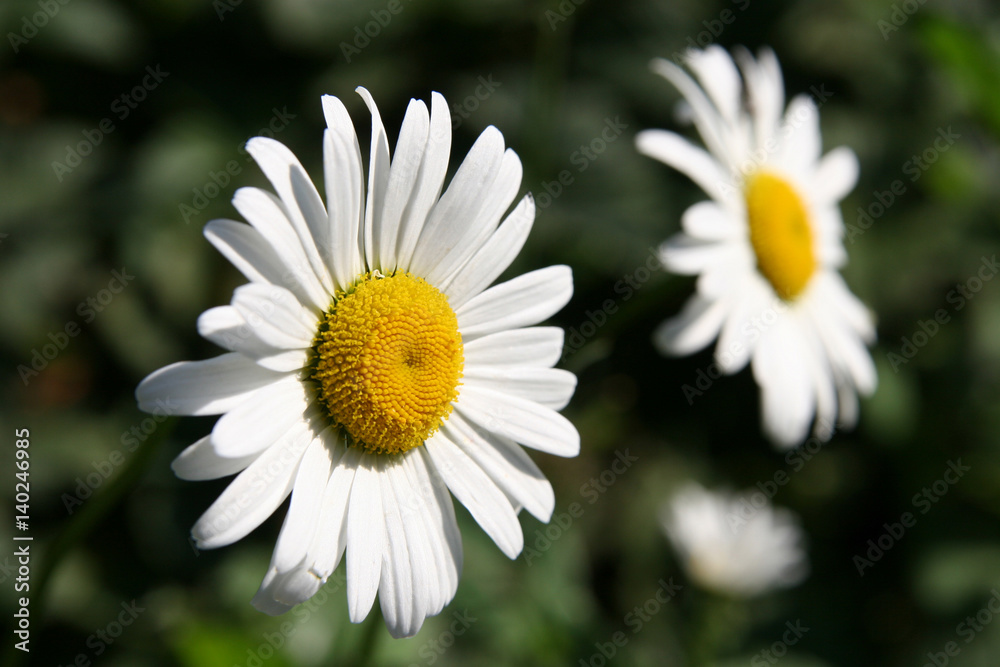 Two chamomile flowers on green background close-up Two chamomile flowers on green background close-up