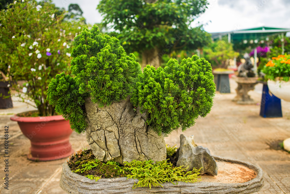 Fototapeta premium Fir bonsai in Dalat Flower Park, Vietnam