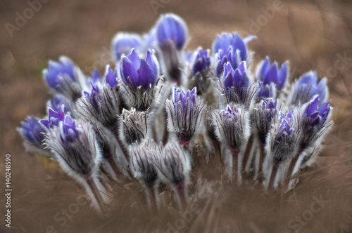 Blossoming beautiful pasque flowers. Spring background. 
