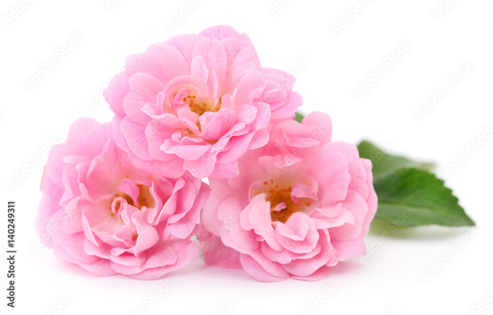 Beautiful pink roses.