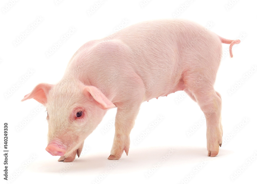Pig on white Pig on white