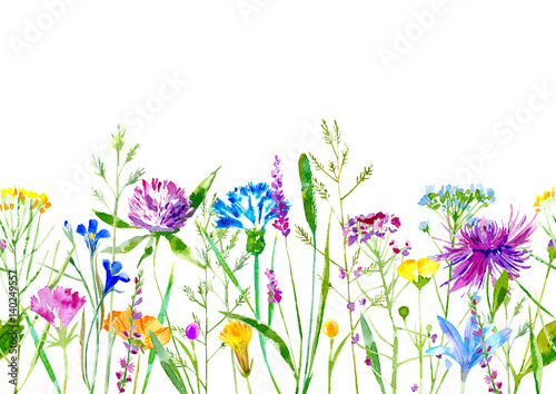 Floral seamless border of a wild flowers and herbs on a white background.Buttercup, clover,bluebell,vetch,timothy grass,lobelia,spike. Watercolor hand drawn illustration. © jula_lily